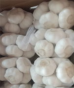 Pure White Garlic New Crops Reefered Store Mesh Bage Kartonska kutija Učitavanje u Južnu Ameriku